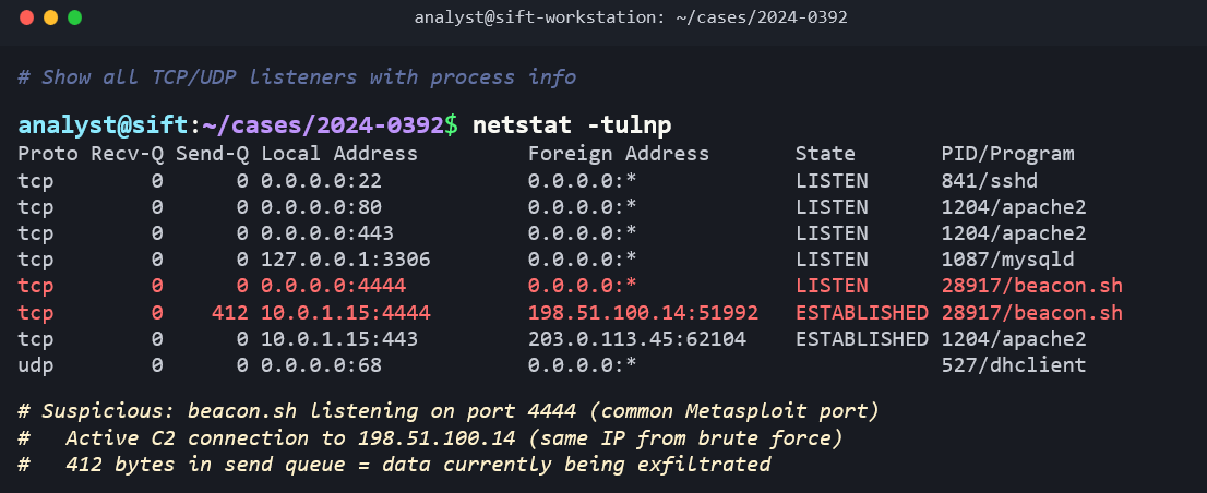 Terminal screenshot showing the command 'netstat -tulnp' run on a SIFT workstation. A green comment reads '# Show all TCP/UDP listeners with process info.' The output displays a table with columns: Proto, Recv-Q, Send-Q, Local Address, Foreign Address, State, and PID/Program. Normal services shown: sshd on port 22, apache2 on ports 80 and 443, mysqld on port 3306. Three suspicious entries are highlighted in red: 'beacon.sh' (PID 28917) listening on port 4444 with state LISTEN, an ESTABLISHED connection from 10.0.1.15:4444 to 198.51.100.14:51992 by beacon.sh with 412 bytes in the send queue, and an ESTABLISHED connection from 10.0.1.15:443 to 203.0.113.45:62104 by apache2. Green comments note: 'Suspicious: beacon.sh listening on port 4444 (common Metasploit port),' 'Active C2 connection to 198.51.100.14 (same IP from brute force),' and '412 bytes in send queue = data currently being exfiltrated.'